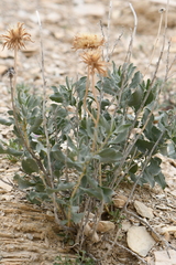 Xylorhiza wrightii