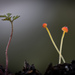 紅頂小菇 - Photo 由 Mike Potts 所上傳的 (c) Mike Potts，保留部份權利CC BY-NC-ND