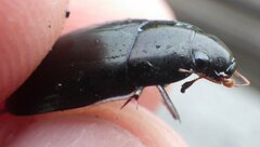 Hydrobiomorpha casta