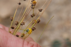 Thelesperma megapotamicum