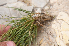 Thelesperma megapotamicum