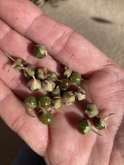 Solanum physalifolium nitidibaccatum