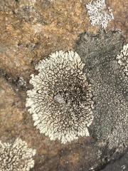 Dimelaena