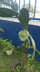 Opuntia cochenillifera