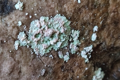 Lepraria membranacea