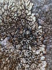Dimelaena