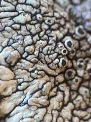 Dimelaena