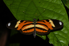 Heliconius ethilla narcaea