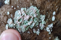 Lepraria membranacea