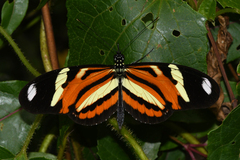 Heliconius ethilla narcaea