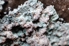 Lepraria membranacea