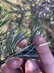 Pinus quadrifolia