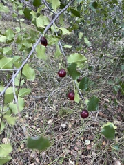 Prunus ilicifolia