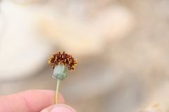 Thelesperma ambiguum