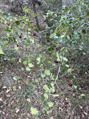 Prunus ilicifolia