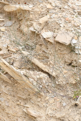 Thelesperma ambiguum