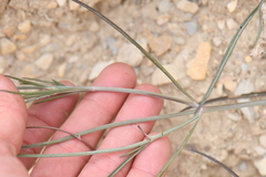 Thelesperma ambiguum