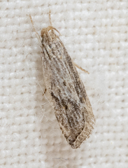 Helcystogramma chambersella