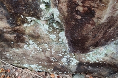 Lepraria membranacea