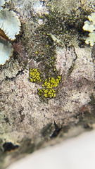 Candelariella xanthostigmoides