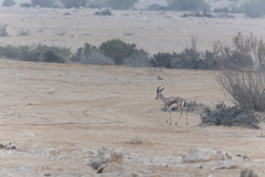 Gazella dorcas