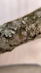 Candelariella xanthostigmoides