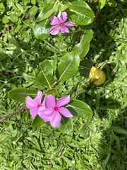 Catharanthus roseus