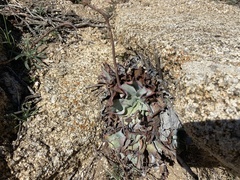 Dudleya arizonica