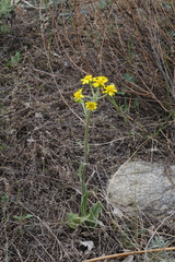 Tephroseris integrifolia