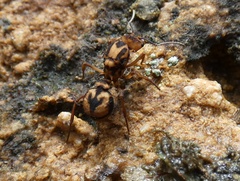 Acromyrmex coronatus