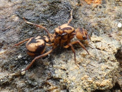 Acromyrmex coronatus