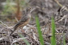 Anthus leucophrys
