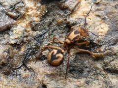 Acromyrmex coronatus