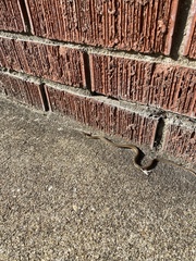 Thamnophis sirtalis