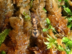 Acromyrmex coronatus