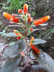 Kohleria tubiflora