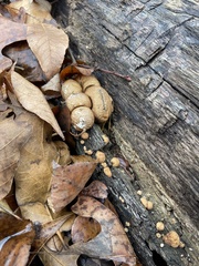 Apioperdon