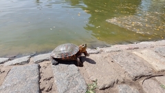 Trachemys dorbigni