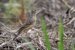 Anthus leucophrys