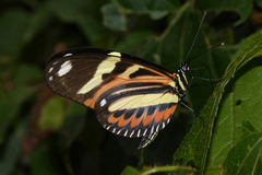 Heliconius ethilla narcaea