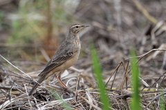 Anthus leucophrys