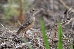 Anthus leucophrys