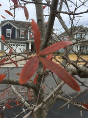 Quercus phellos