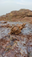 Chicoreus torrefactus