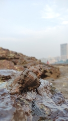 Chicoreus torrefactus