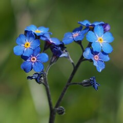 Myosotis