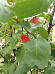 Bougainvillea spectabilis