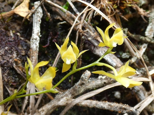 Epidendrum flexuosissimum C.Schweinf.