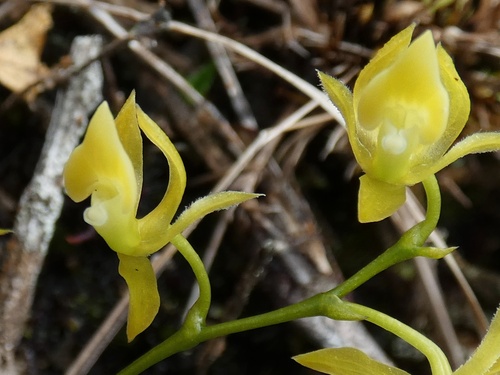Epidendrum flexuosissimum C.Schweinf. 2