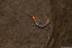Lithobiidae